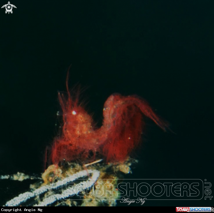 A Algae Shrimp