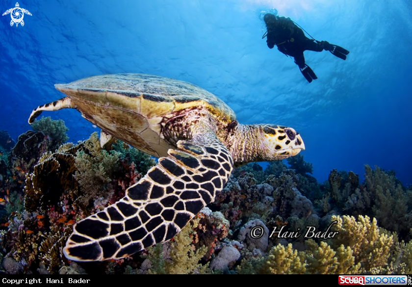 A Turtle 