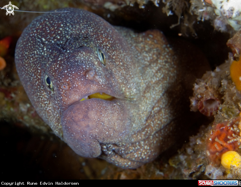 A Moray eel