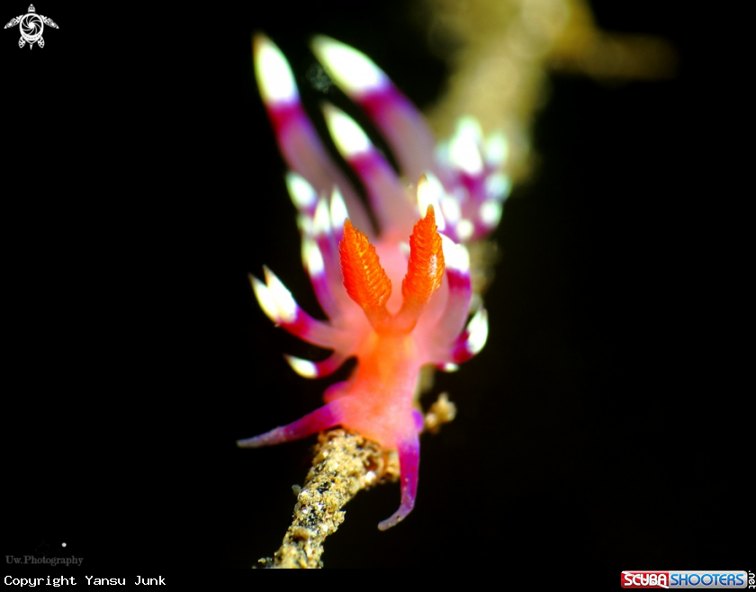 A Flabellina 