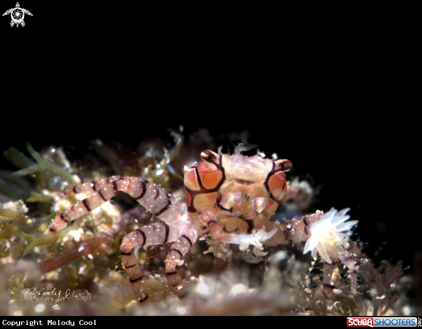 A Boxer Crab
