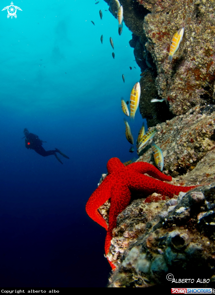 A estrella de mar