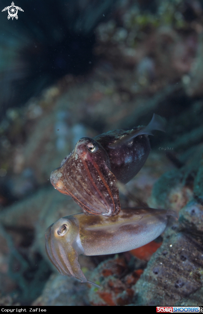 A Cuttle Fish