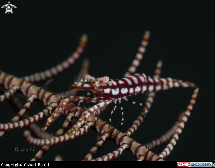 A Crinoid Shrimp