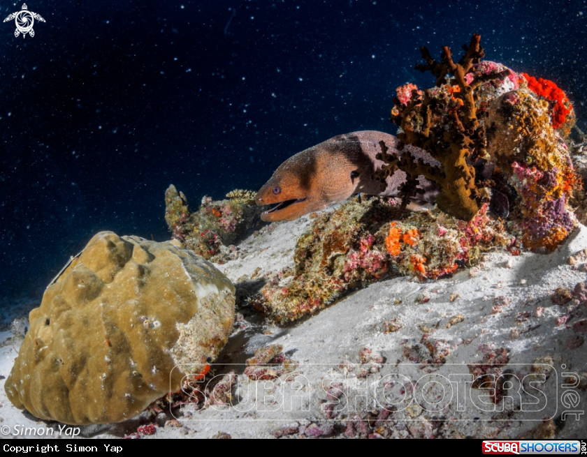 A Giant Moray