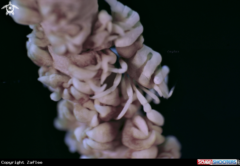 A WHIP CORAL SHRIMP