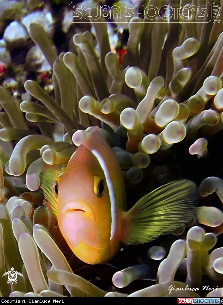 A Clownfish