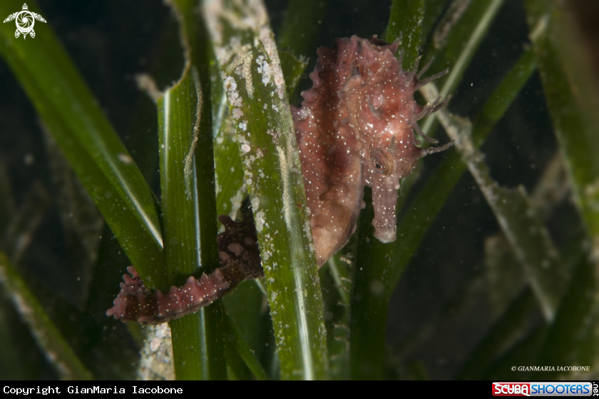 A Sea Horse