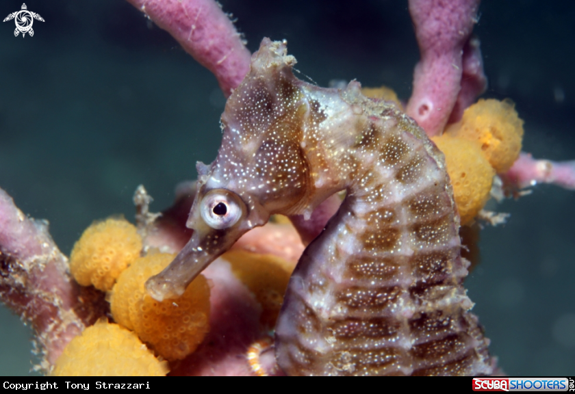 A White's seahorse