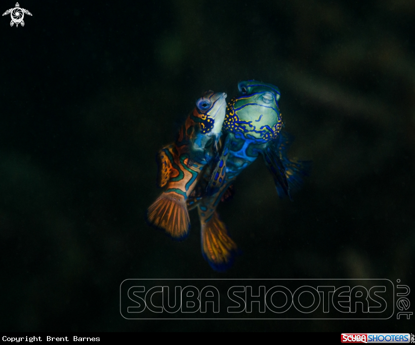 A Mandarin Fish