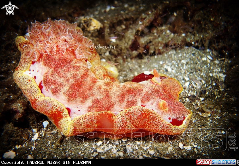 A Spanish Dancer