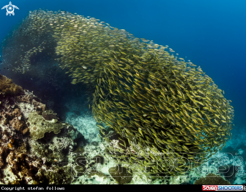 A Oxeye Scad