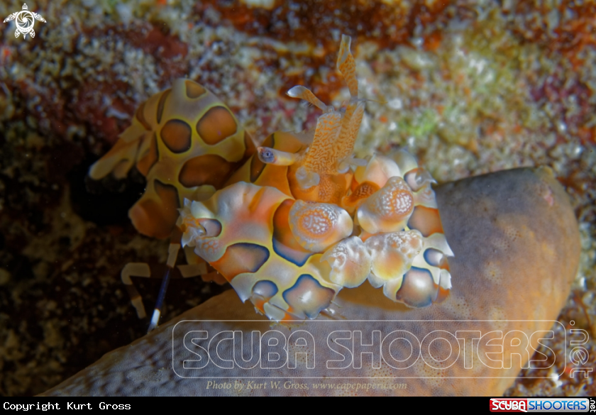 A Harlequin shrimp