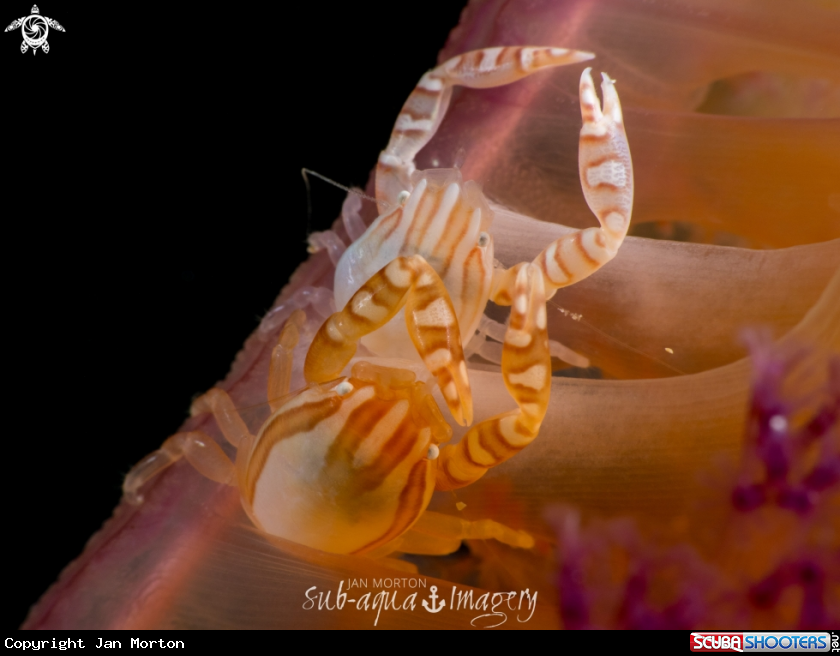 A Haig's Porcelain Crabs