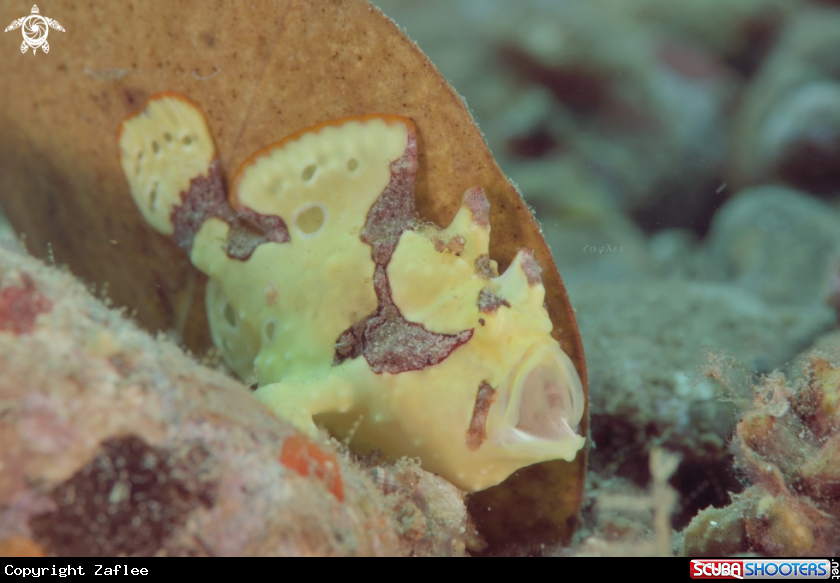 A Clown Frogfish