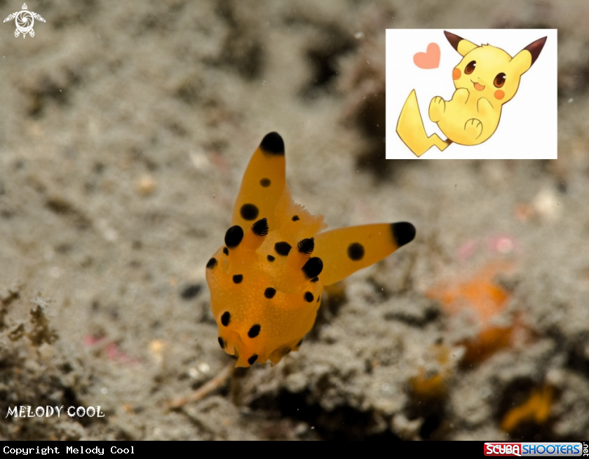A Nudibranch