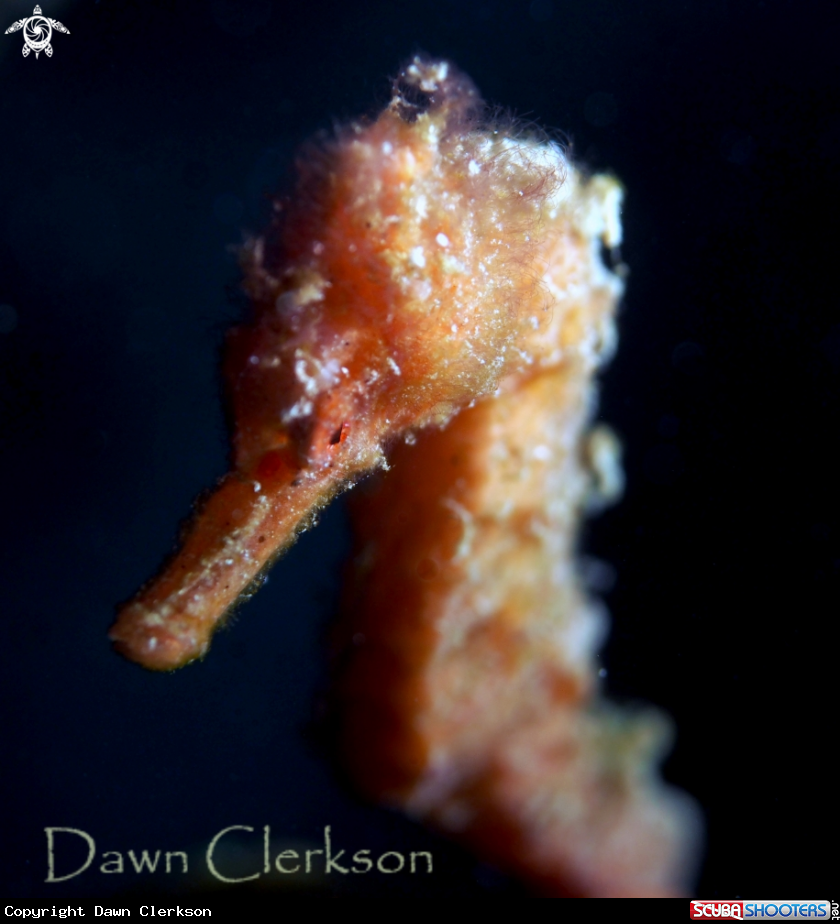 A Long Snout Seahorse