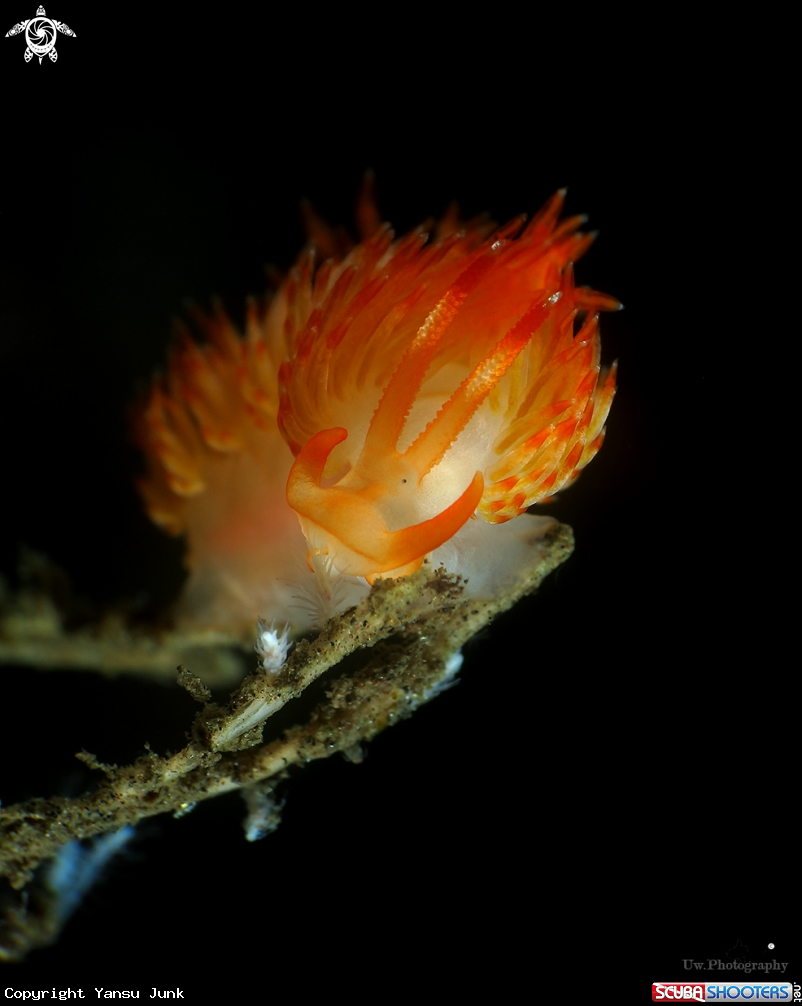A Sakuraeolis 