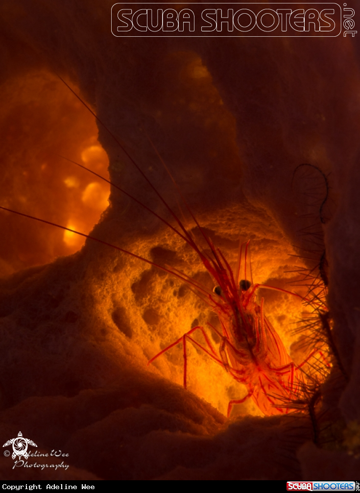 A Peppermint shrimp