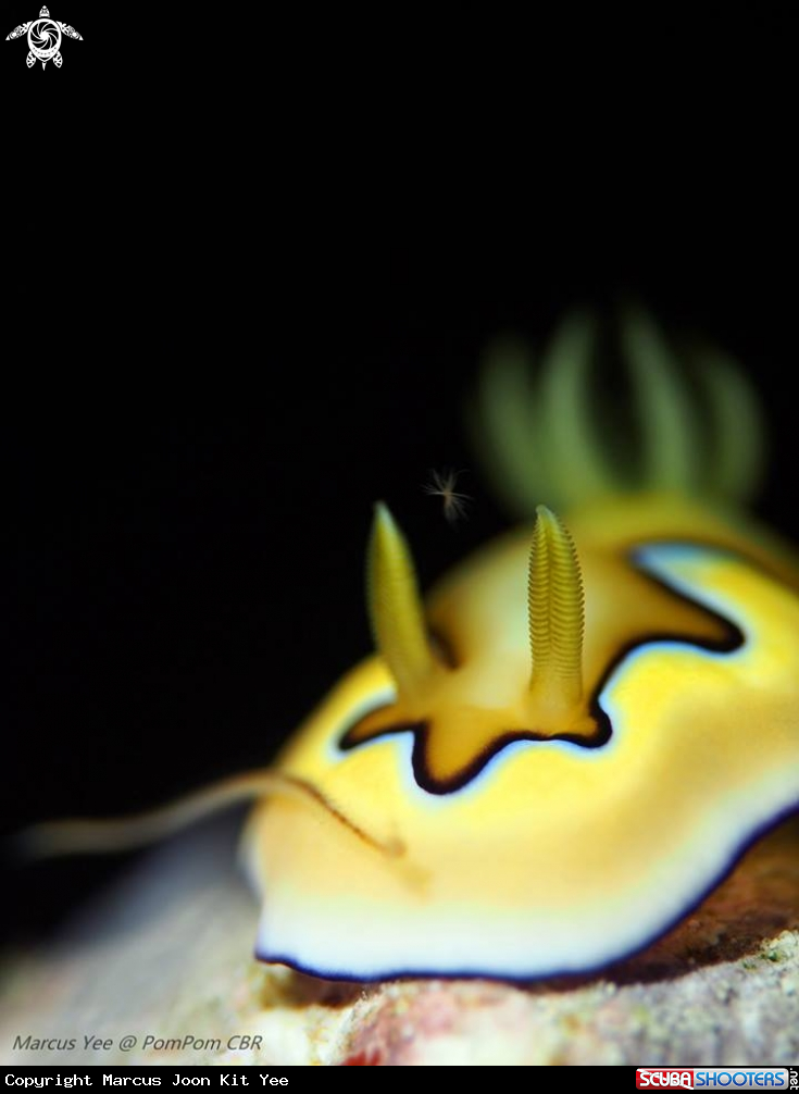 A NudiBranch