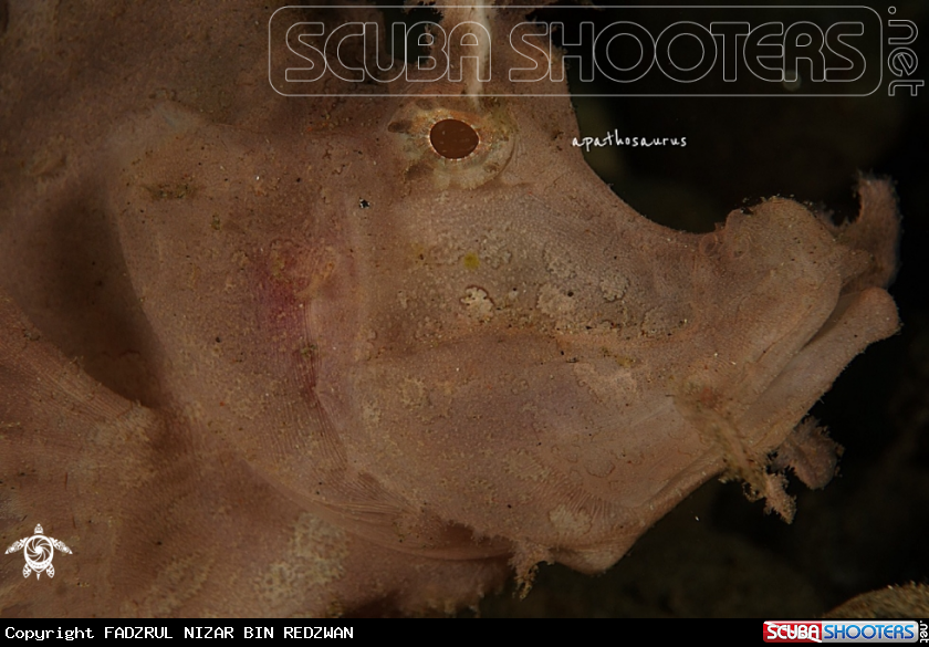 A Weedy Scorpionfish
