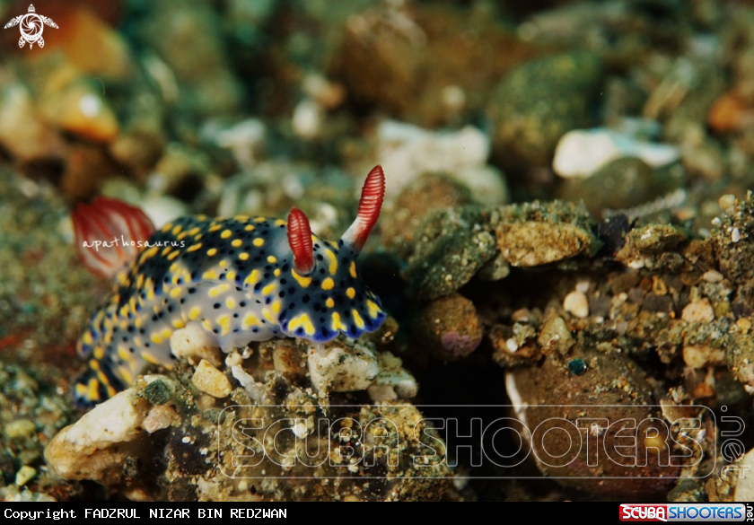 A Nudibranch