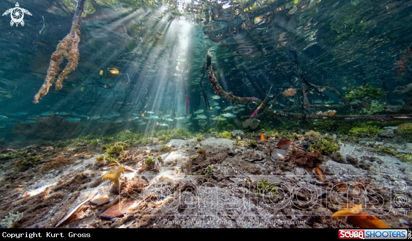 A Mangrove