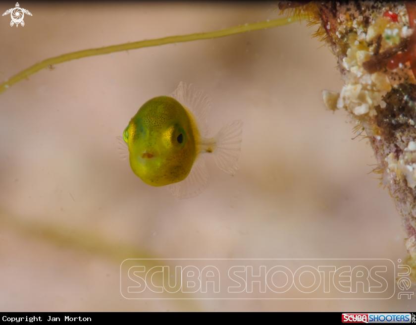 A Juvenile Diamond Filefish