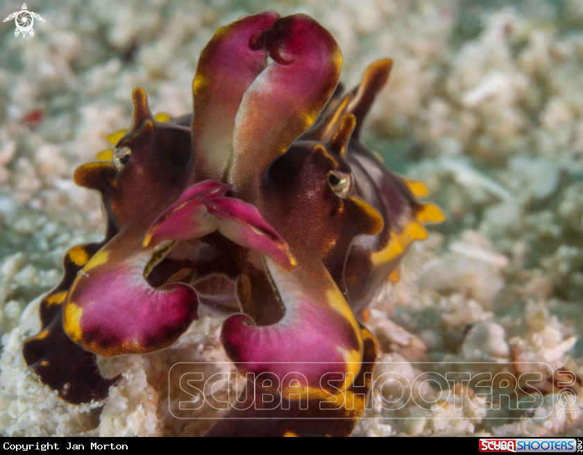 A Flamboyant Cuttlefish