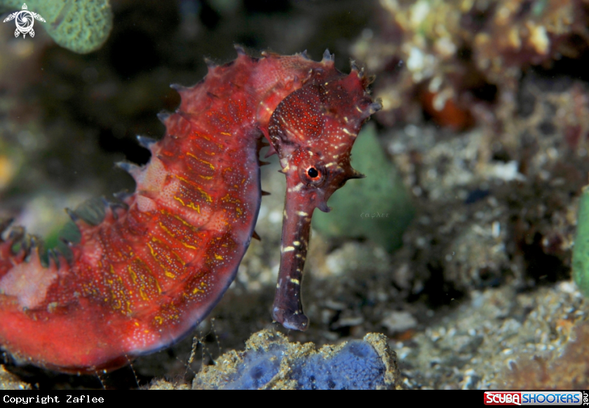 A SEAHORSE