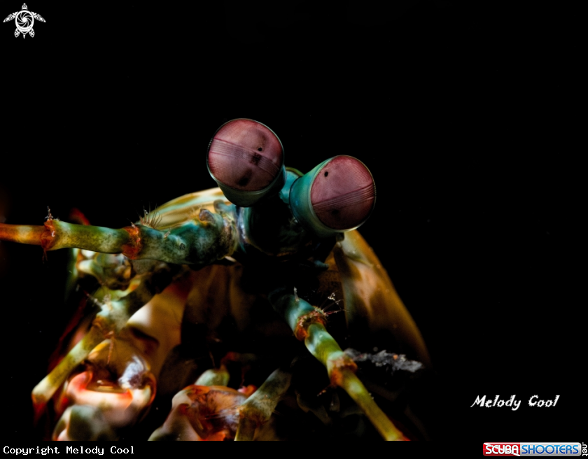 A Mantis shrimp 