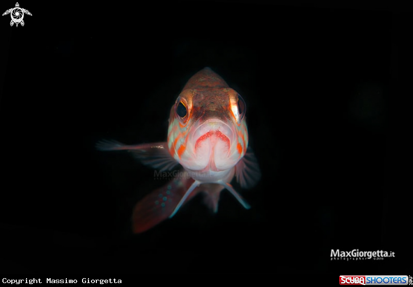 A Serranus cabrilla