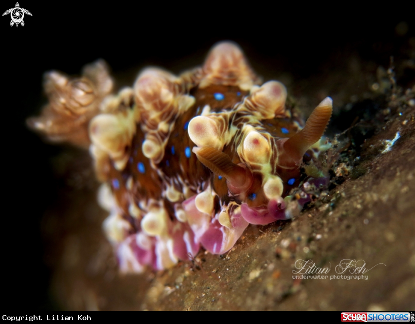 A Nudibranch