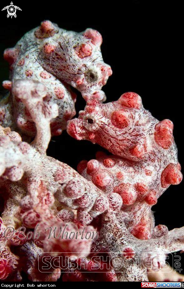 A pygmy seahorse