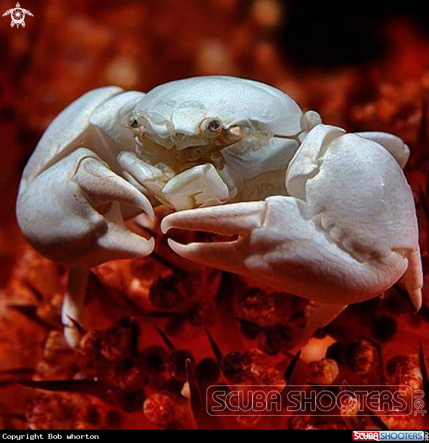 A porcelain crab