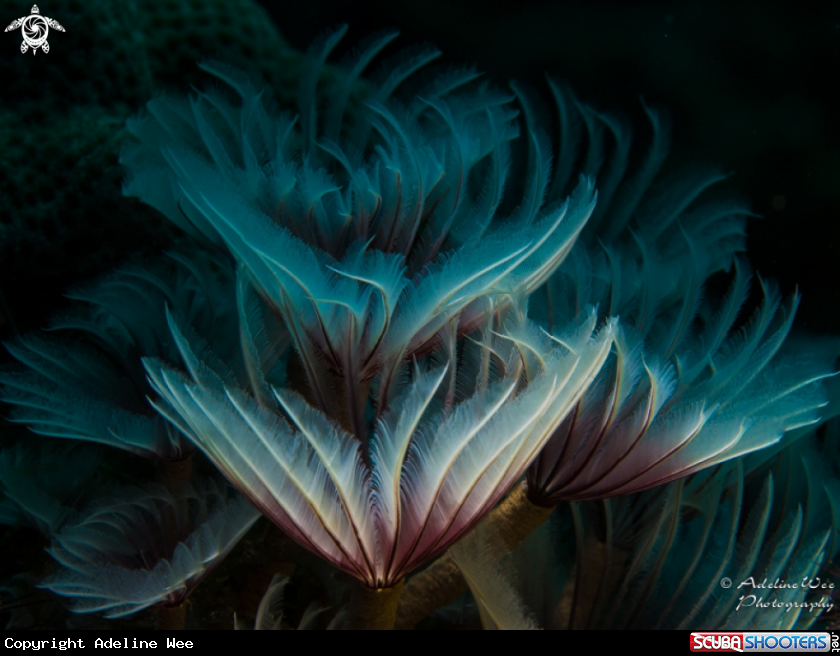 A Feather duster worms