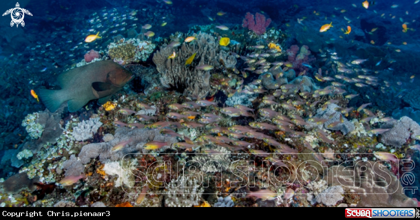 A Reef