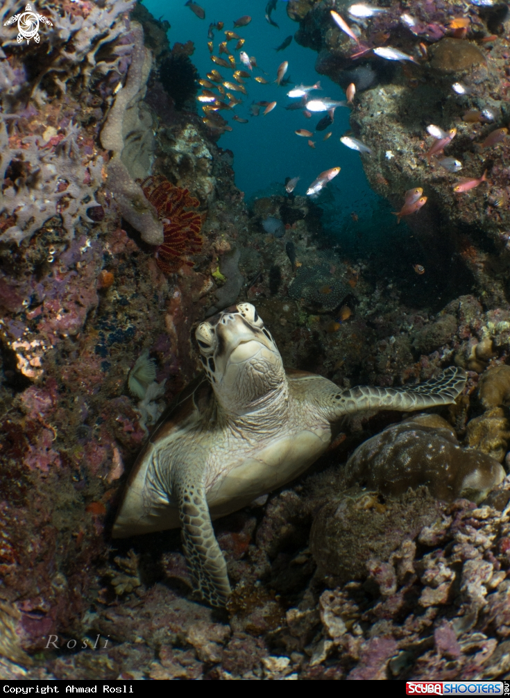 A Turtle