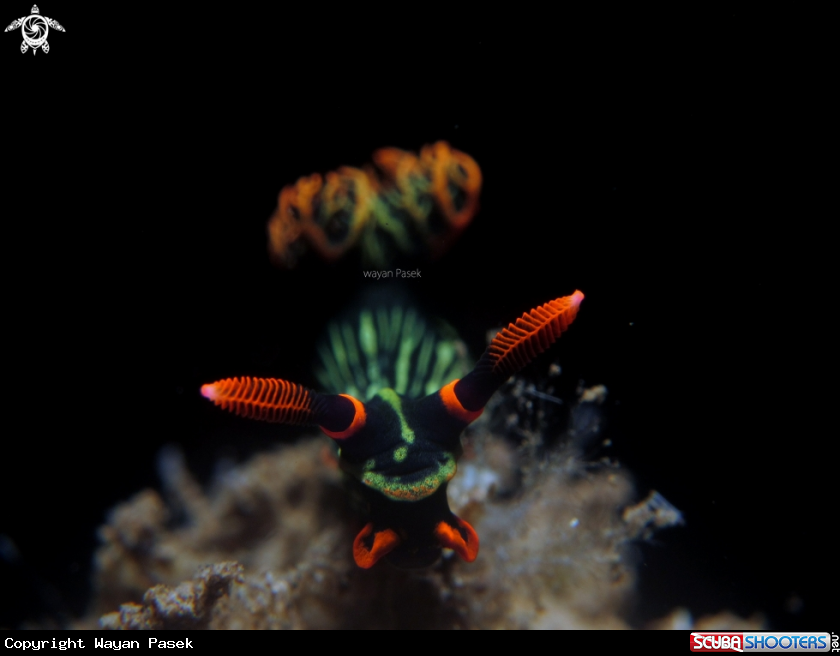 A Nembrotha