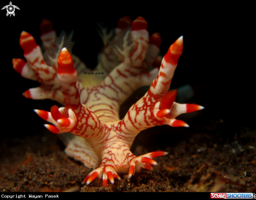 A Bornella