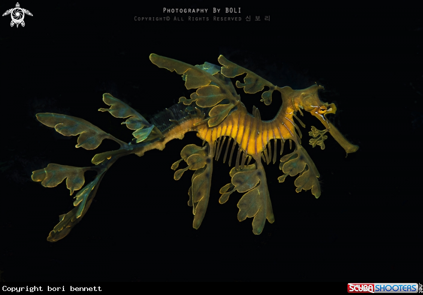 A leafy sea dragon