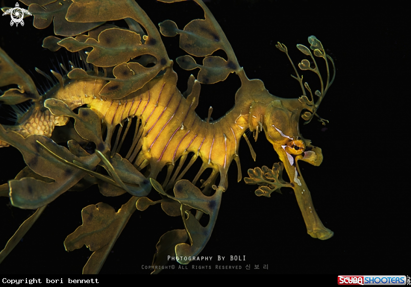 A leafy sea dragon