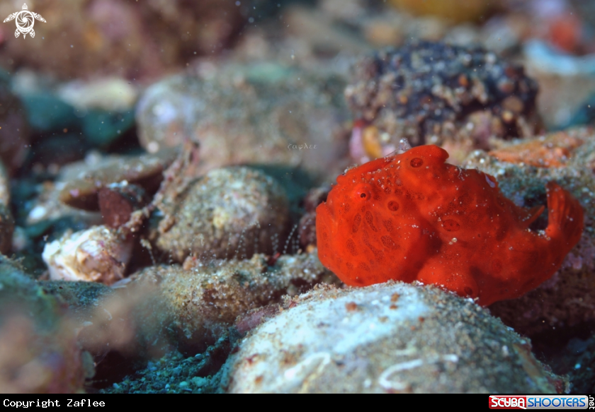 A PAINTED FROGFISH