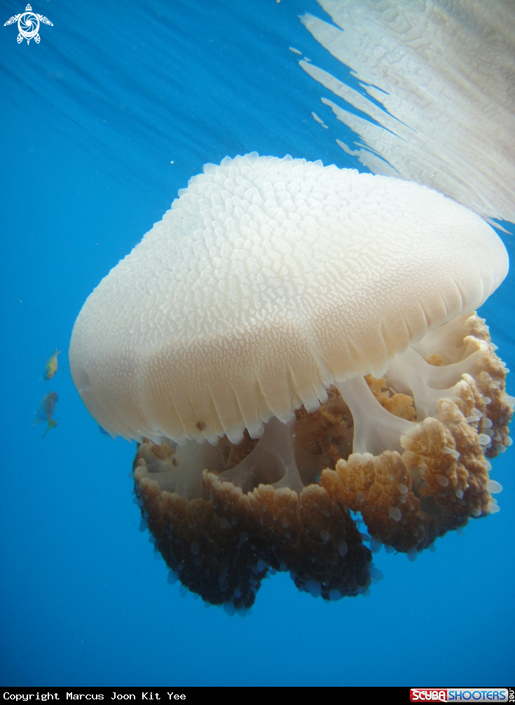 A Jellyfish