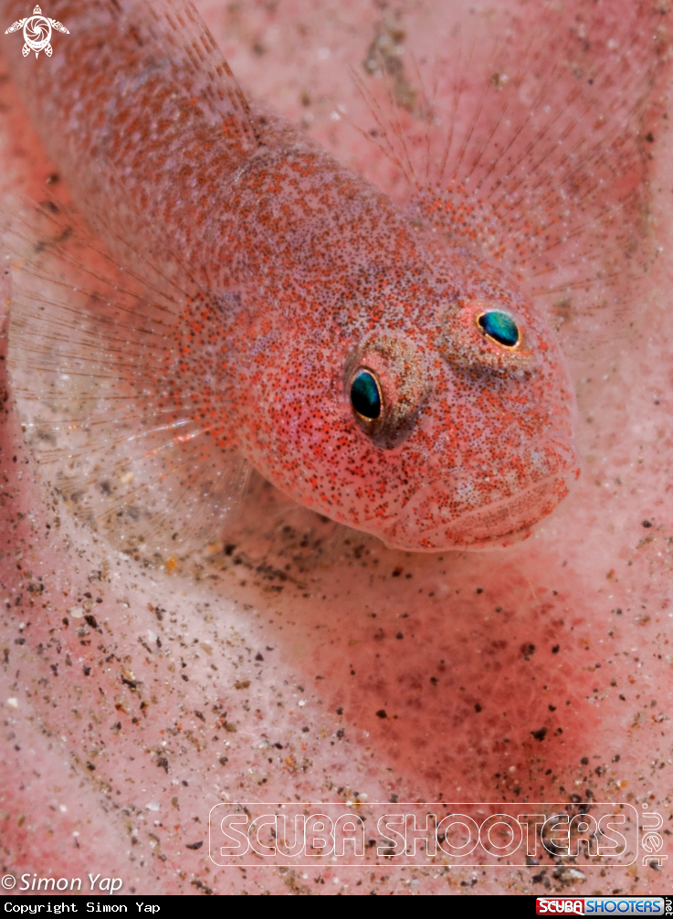 A Pink Ghost Goby
