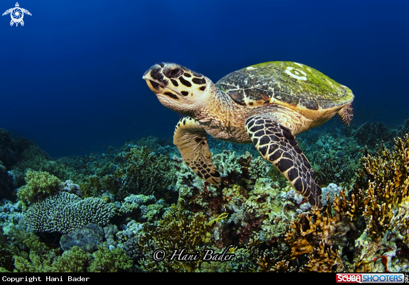 A Turtle 