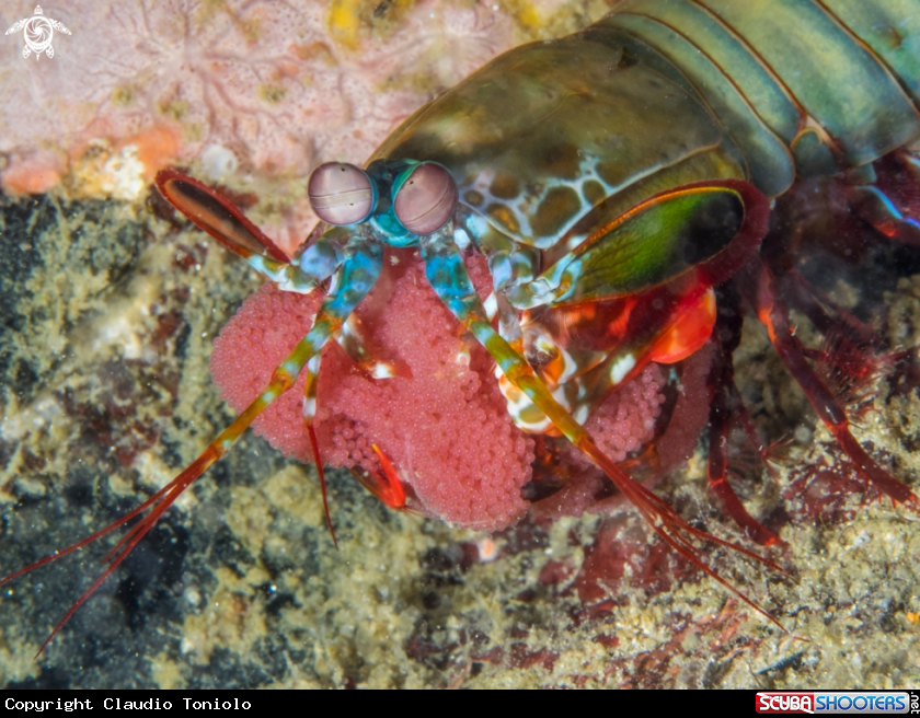 A Stomatopoda