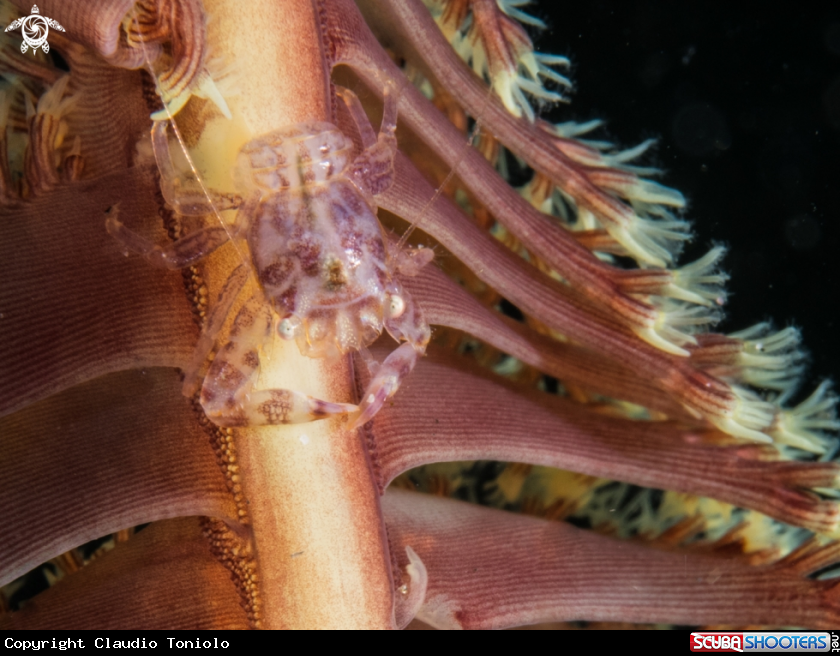 A Porcelain crab