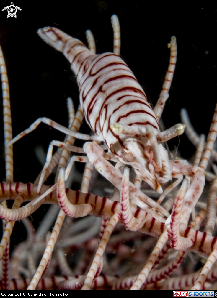A Crinoid Shrimp