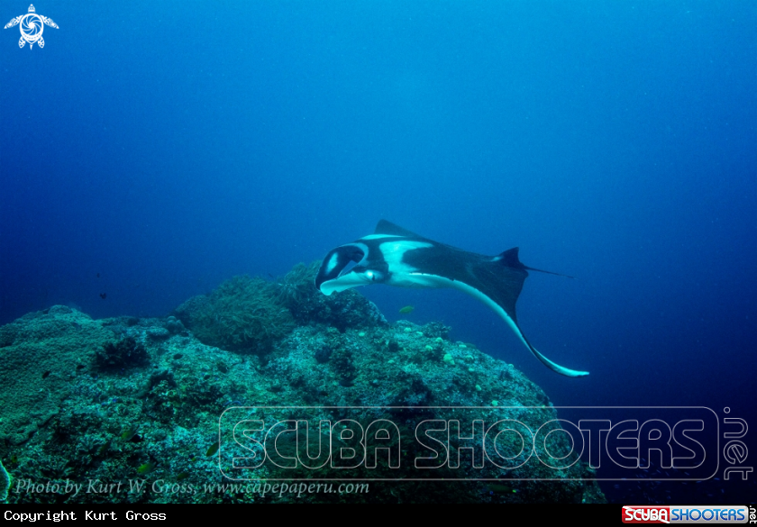 A Manta Ray